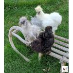 Us Silkies.jpg